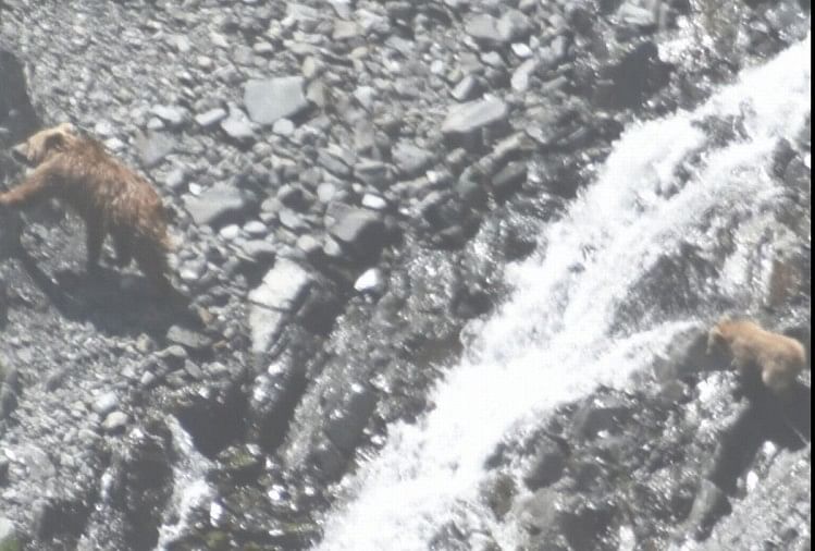 Himachal News: Brown female bear spotted in madgram region of Lahaul Valley