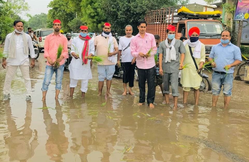 मेरठ-बिजनौर मार्ग पर गड्ढों में हुए जलभराव में धान की रोपाई कर विरोध जताते सपा कार्यकर्ता। मेरठ-बिजनौर मार्ग पर गड्ढों में हुए जलभराव में धान की रोपाई कर विरोध जताते सपा कार्यकर्ता।