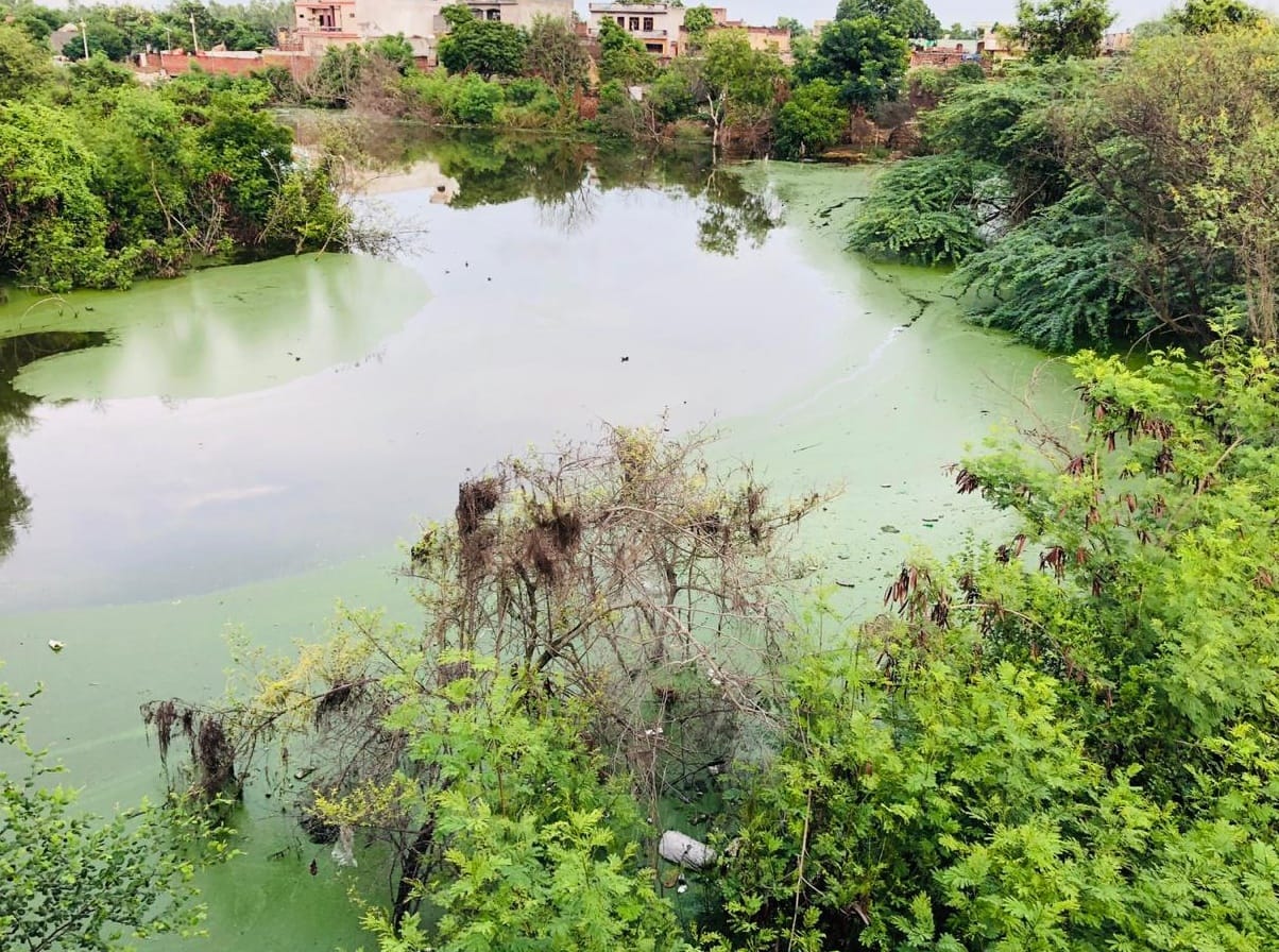 चौसाना क्षेत्र के गांव खोड़समा तालाब में भरा गंदा पानी। चौसाना क्षेत्र के गांव खोड़समा तालाब में भरा गंदा पानी।