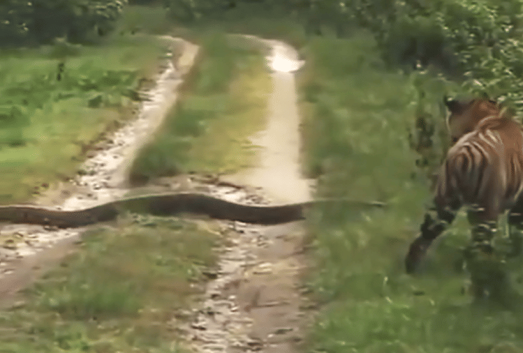 Tiger Leaves Way To Python Video Goes Viral On Social Media - वीडियो ...