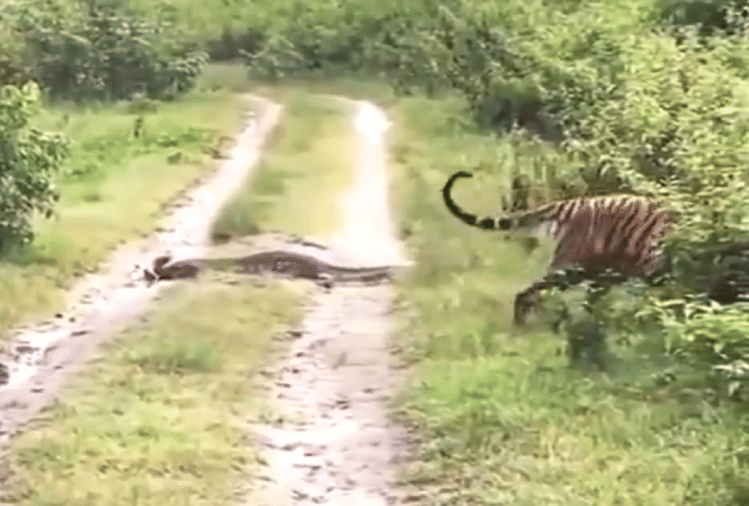 Tiger Leaves Way To Python Video Goes Viral On Social Media - वीडियो ...