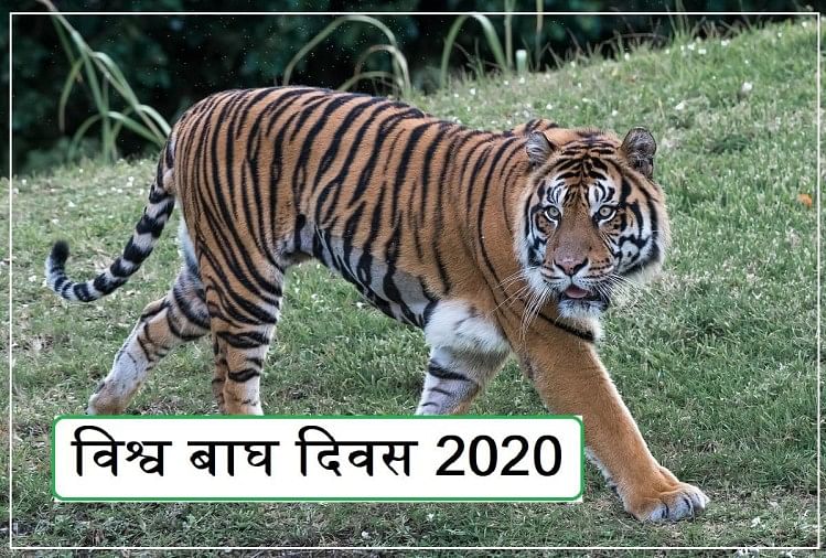 International Tiger Day 2020 Theme History And Significance, World S 70  Percent Tiger In India - International Tiger Day 2020: दुनिया के 70 फीसदी  बाघ भारत में, जानें इस दिवस का इतिहास