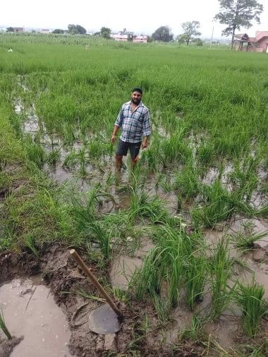 हाथियों का झुंड धान की फसल कर रहा चट झबरा वाला गांव में हाथियों द्वारा रौंदी गई धान की फसल दिखाता किसान ।