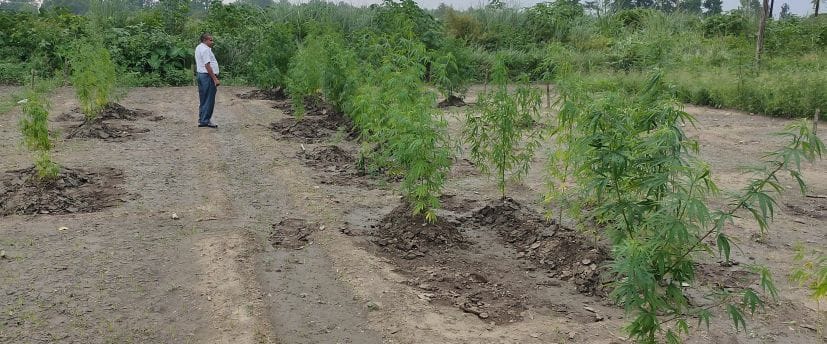 पंतनगर के सीमैप में बोए गए भांग की विभिन्न प्रजातियों के पौधे। पंतनगर के सीमैप में बोए गए भांग की विभिन्न प्रजातियों के पौधे।
