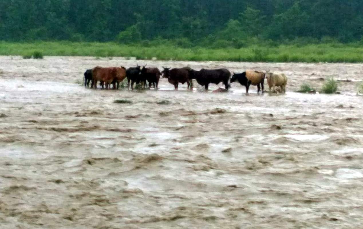 नदी का जल स्तर बढ़ने पर नदी के बीचो बीच फंसे मवेशी। नदी का जल स्तर बढ़ने पर नदी के बीचो बीच फंसे मवेशी।