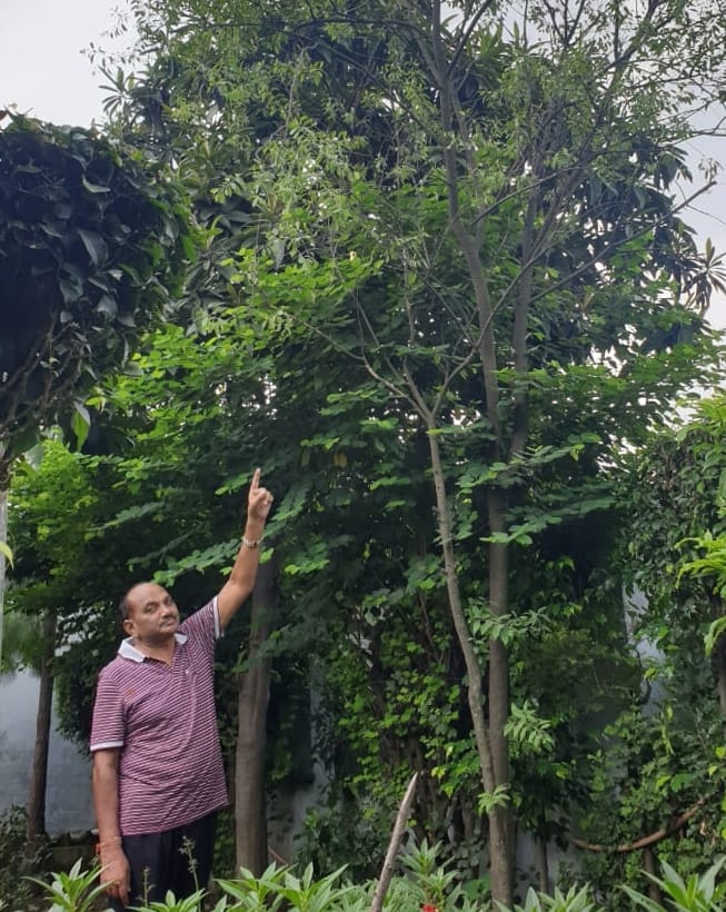 धामपुर में चंदन का पेड़ दिखाते विधायक अशोक राणा। धामपुर में चंदन का पेड़ दिखाते विधायक अशोक राणा।