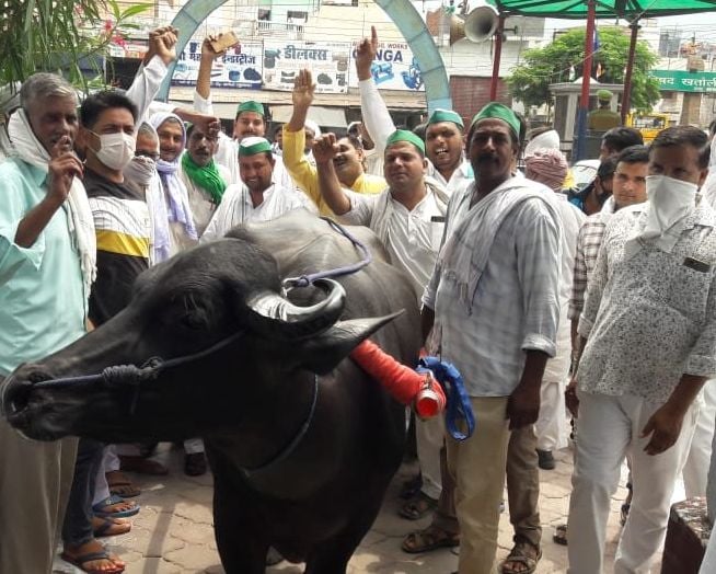 मुजफ्फरनगर जिले के खतौली थाने में भैँसा बुग्गी लेकर आते भाकियू कार्यकर्ता। मुजफ्फरनगर जिले के खतौली थाने में भैँसा बुग्गी लेकर आते भाकियू कार्यकर्ता।