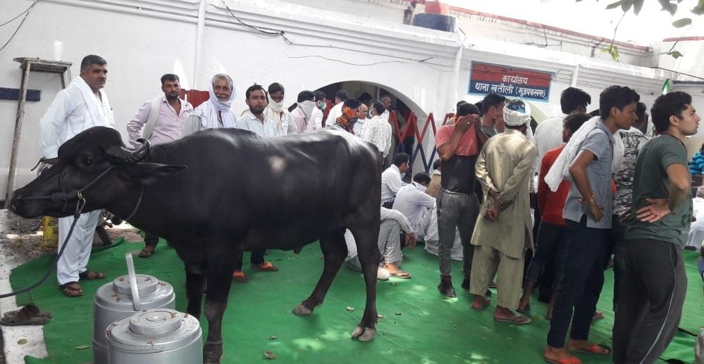 मुजफ्फरनगर जिले के खतौली थाने में धरने के दौरान भाकियू कार्यकर्ताओं ने पशु भी बांध दिया। मुजफ्फरनगर जिले के खतौली थाने में धरने के दौरान भाकियू कार्यकर्ताओं ने पशु भी बांध दिया।