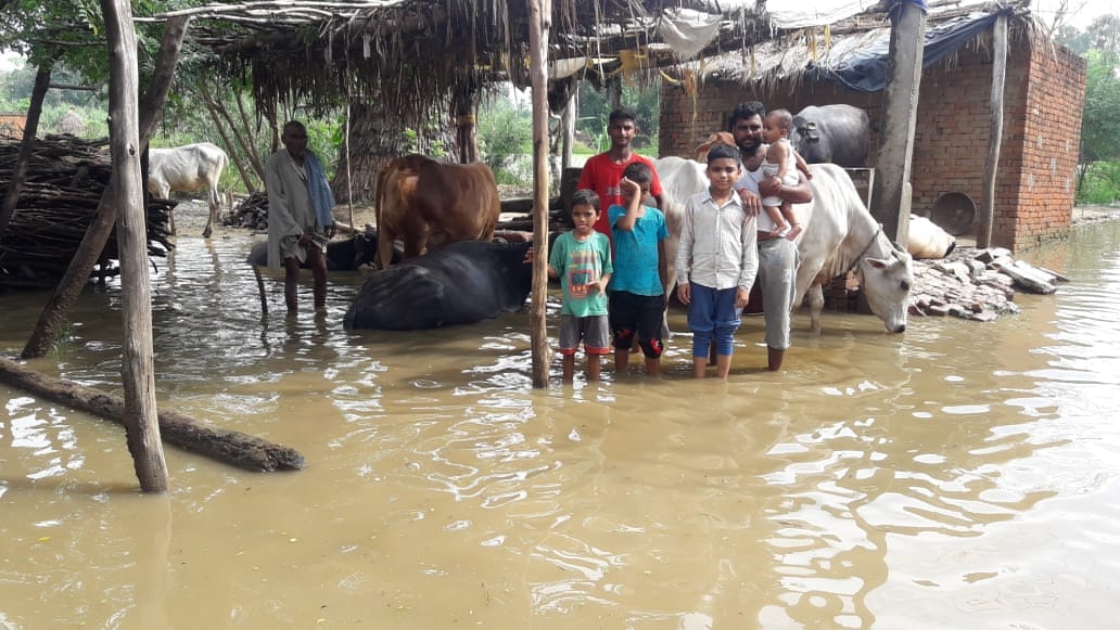 बारिश से पानी से हुए जलभराव में बैठे ग्रामीणों के पशु