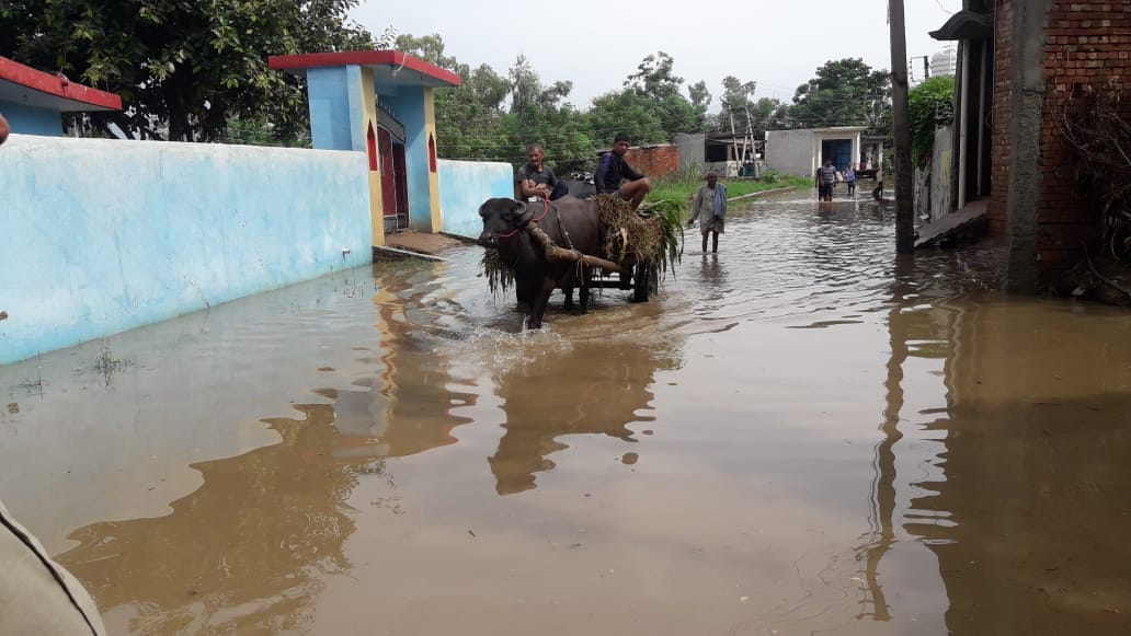 चंदेना कोली में नूनाबड़ी रोड पर जलभराव से बीच से होकर भैंसा बुग्गी में घास लेकर लौटते ग्रामीण