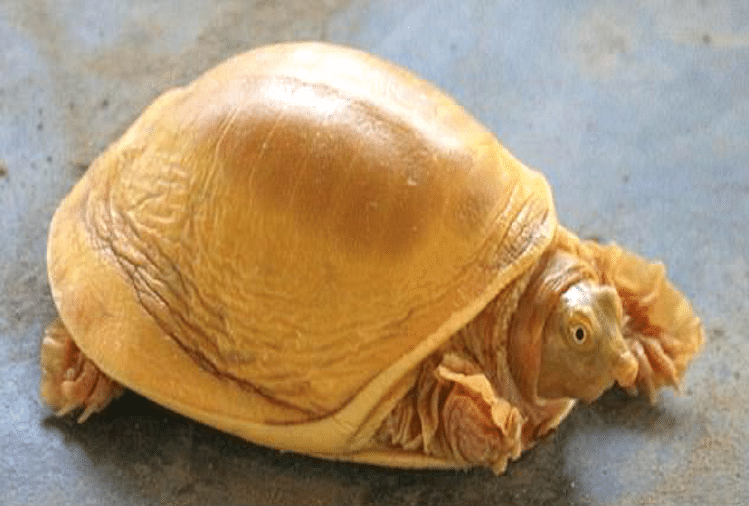Rare Species Yellow Turtle Found In Nepal Color Change Due To Ultra Rare  Genetic Mutation - नेपाल में भी मिला सुनहरे रंग का दुर्लभ कछुआ, जेनेटिक  म्यूटेशन के कारण बदला रंग -