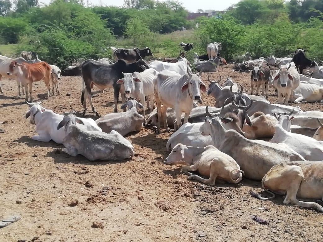 सड़क पर बैठा अन्ना मवेशियों का झुंड सड़क पर बैठा अन्ना मवेशियों का झुंड