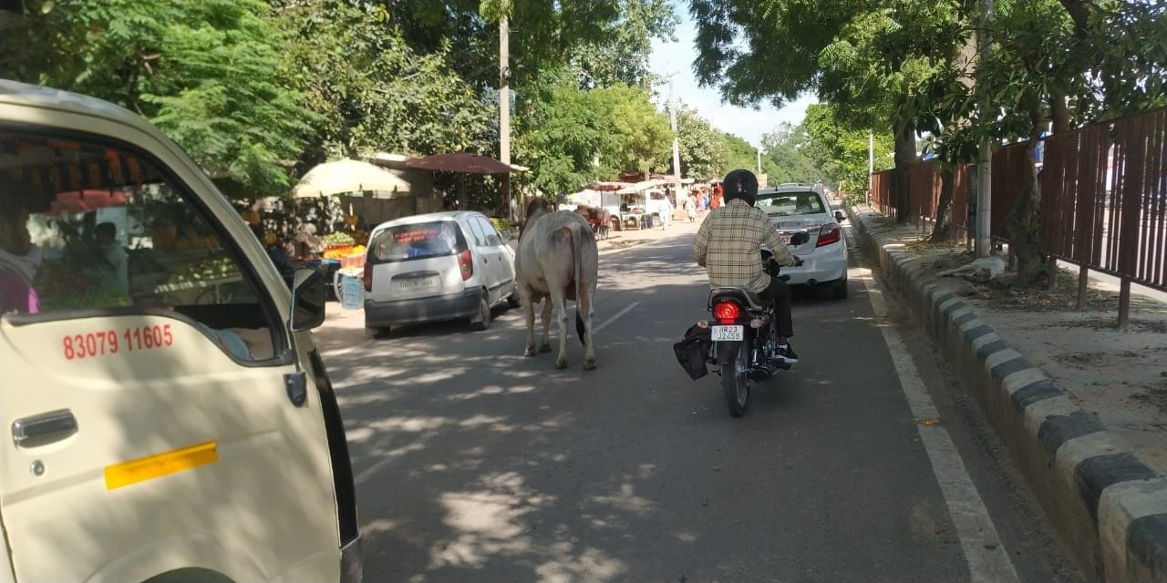 मिनी बाईपास के नजदीक गोहाना रोड पर बीच में खड़ा सांड़। मिनी बाईपास के नजदीक गोहाना रोड पर बीच में खड़ा सांड़।