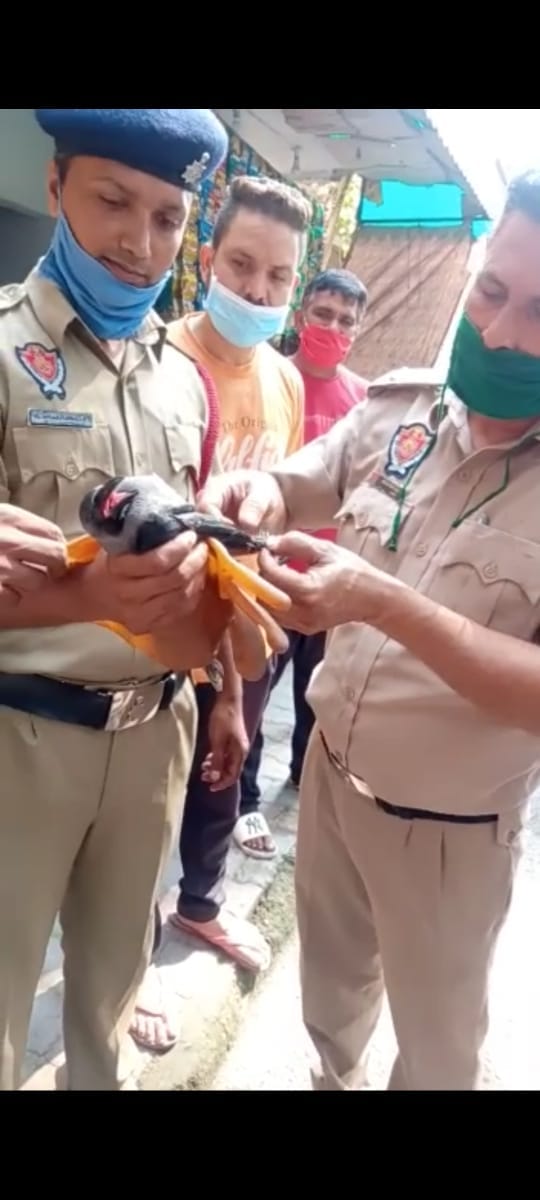 70 फुट ऊंचे पेड़ की टहनियों में डोर से फंसे कौआ की फायरकर्मियों ने बचाई जान, कौआ को डोर से अलग करते फ 70 फुट ऊंचे पेड़ की टहनियों में डोर से फंसे कौआ की फायरकर्मियों ने बचाई जान, कौआ को डोर से अलग करते फ