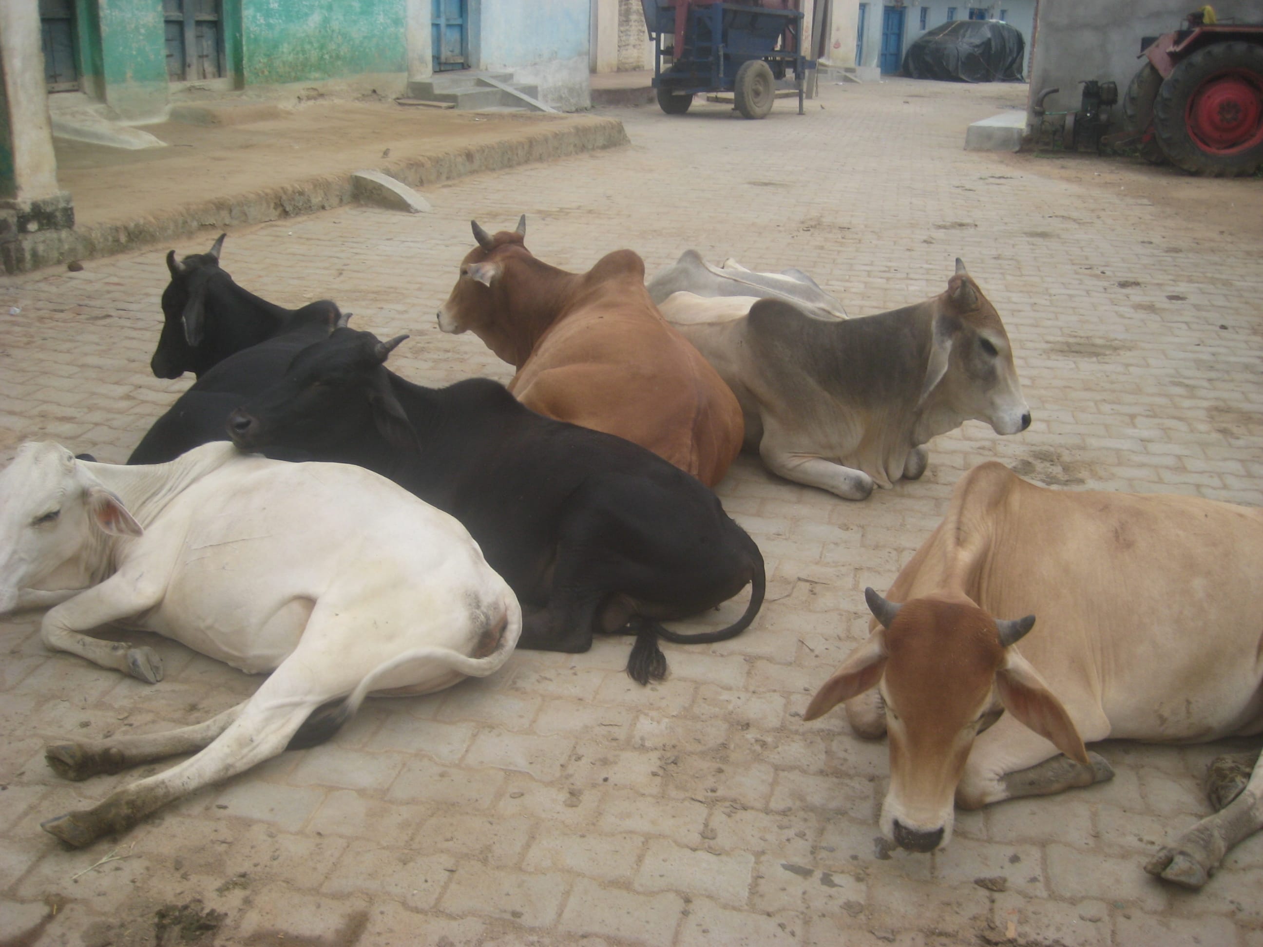 अमौरा गांव में लगा आवारा जानवरों का जमावड़ा अमौरा गांव में लगा आवारा जानवरों का जमावड़ा