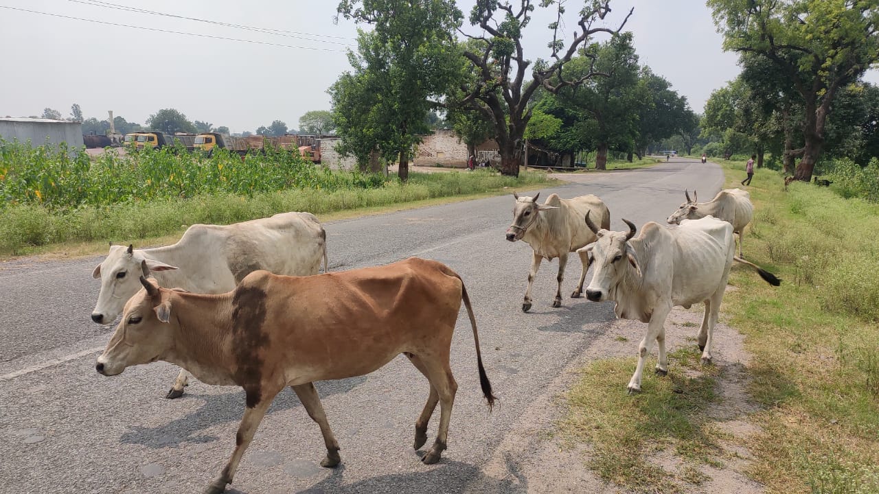 ललितपुर- महरौनी मार्ग पर विचरण करते अन्ना पशु