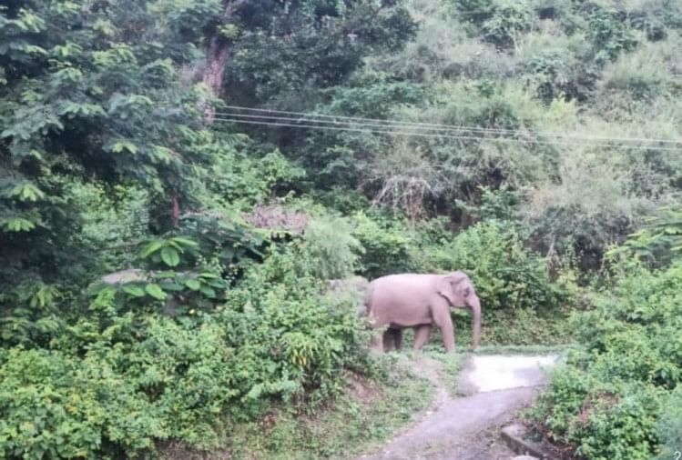 Haridwar News: Gajah Serang Petugas dan Karyawan Hutan Saat Patroli