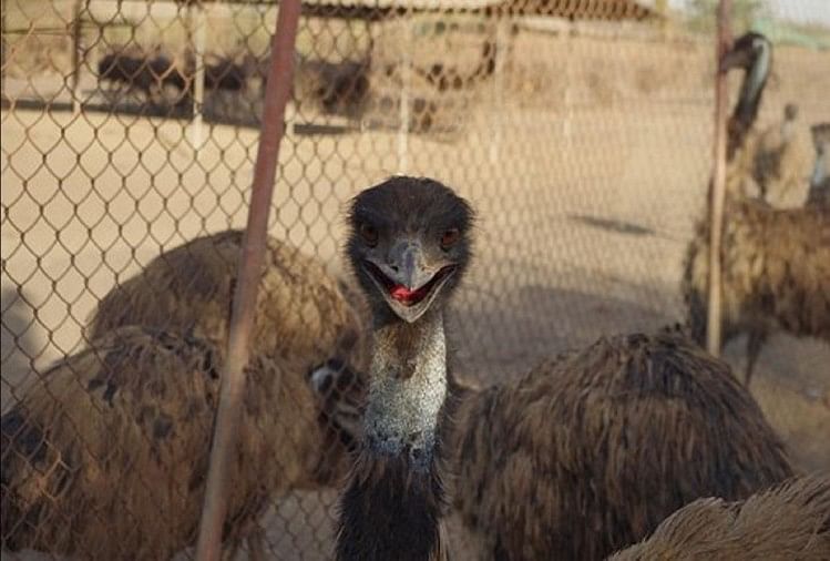 emu war was real war