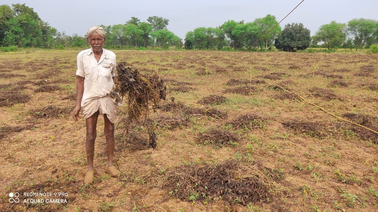 ग्राम कारीटोरन में खराब फसल हाथ में लिए किसान ग्राम कारीटोरन में खराब फसल हाथ में लिए किसान