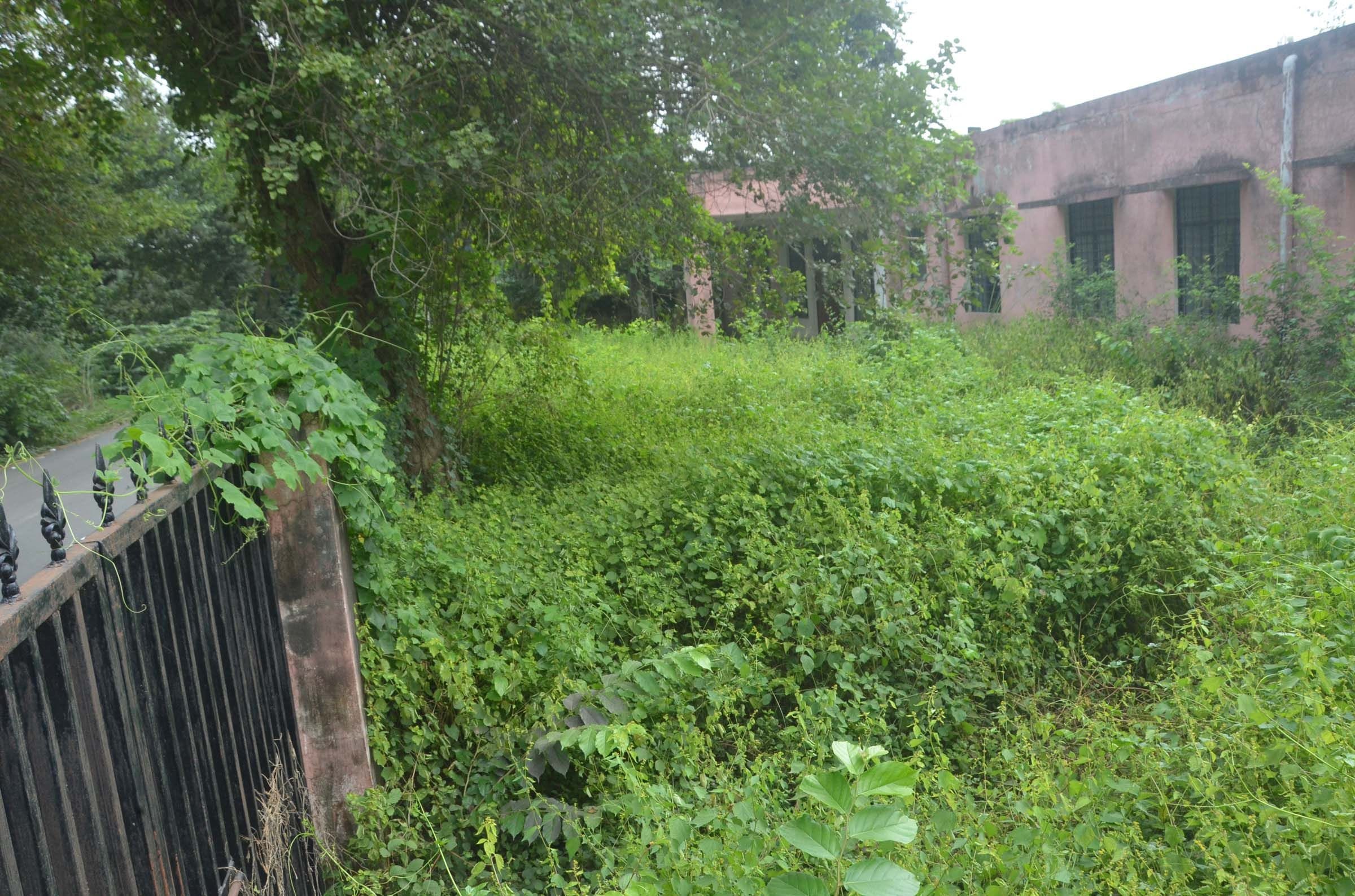 गायघाट रोड पूरे केशवराय में बने पोस्टमार्टम हाउस परिसर में उगी जंगली झाडियां। गायघाट रोड पूरे केशवराय में बने पोस्टमार्टम हाउस परिसर में उगी जंगली झाडियां।