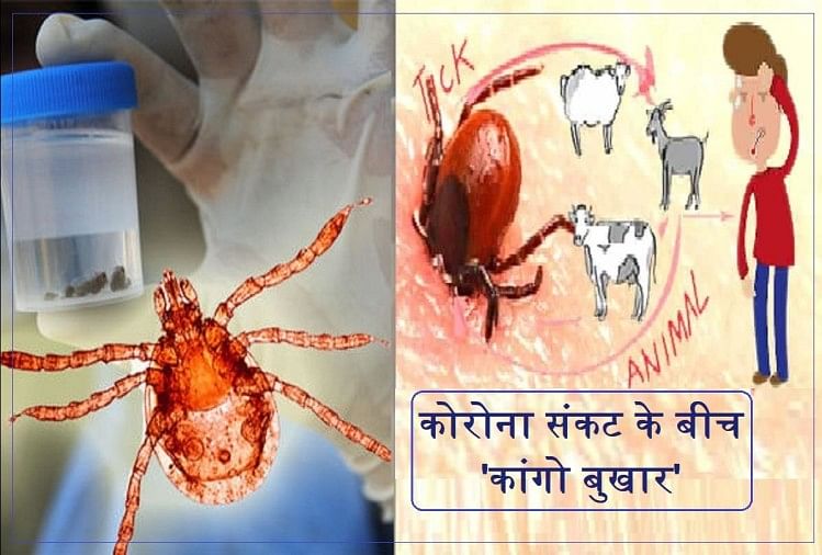 Along with Covid-19, Palghar now on high alert for Congo fever