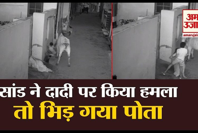 Boy Saves Grandmother From Bull In Haryana