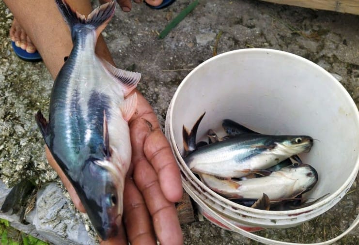 Bangladesh Catfish Production Started In Pithoragarh पिथौरागढ़ में