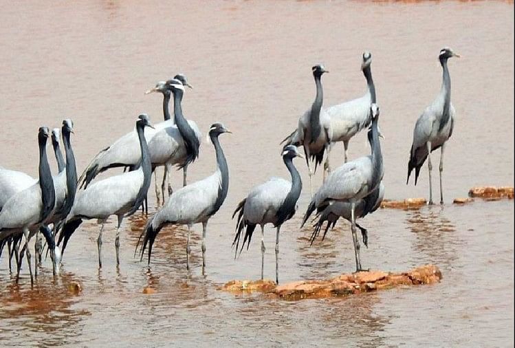 Rajasthan: Simbol Cinta Dan Dedikasi, Malapetaka Penyakit Pada Burung Bangau yang Bermigrasi, Takut Akan Flu Burung, 200 Tewas