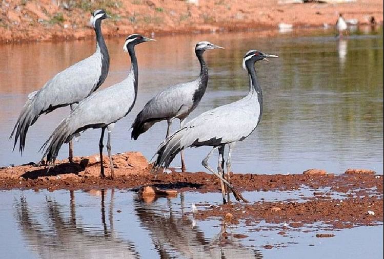 Demoiselle Crane Birds In Chambal - डेमोसाइल क्रेन की दस्तक से चहकी ...