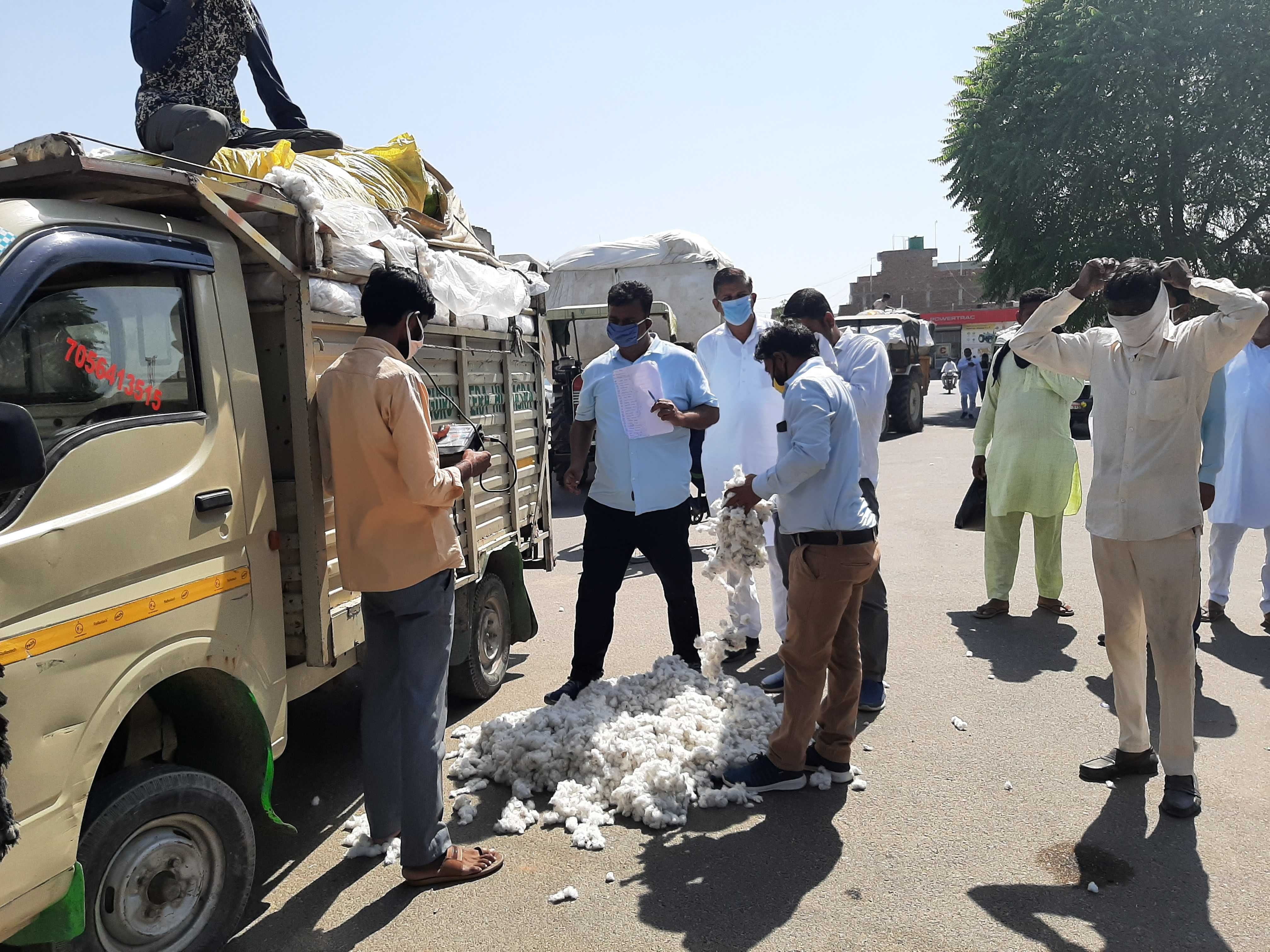नरमे की नमी के साथ फसल की जांच करते सीसीआई अधिकारी। नरमे की नमी के साथ फसल की जांच करते सीसीआई अधिकारी।