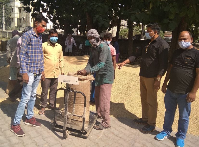 रुद्रपुर में तराई विकास सहकारी संघ के कांटे पर धान तोलते पल्लेदार।
