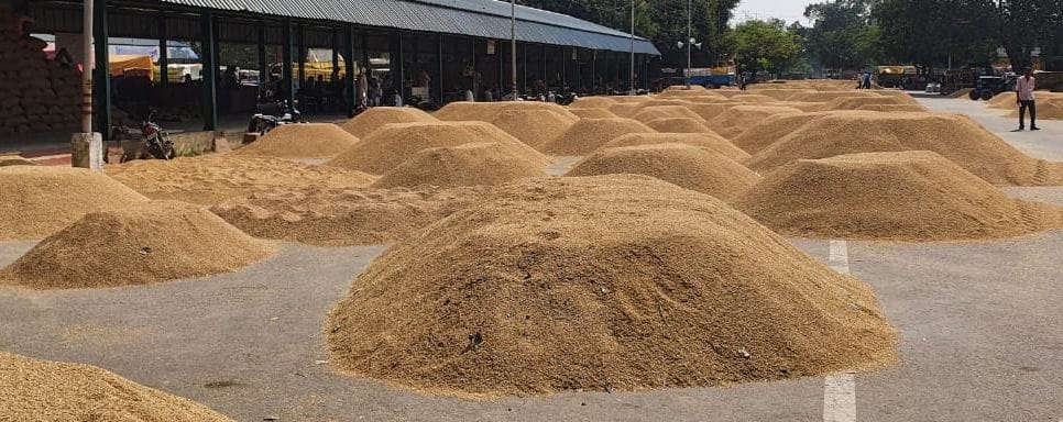 नवीन मंडी समिति में लगे धान के ढेर। नवीन मंडी समिति में लगे धान के ढेर।