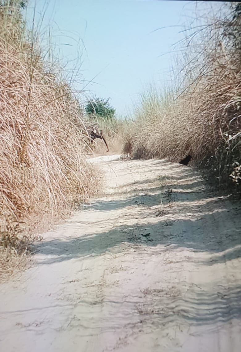 किच्छा के निकट गन्ने के खेत में दिख रहा हाथी किच्छा के निकट गन्ने के खेत में दिख रहा हाथी