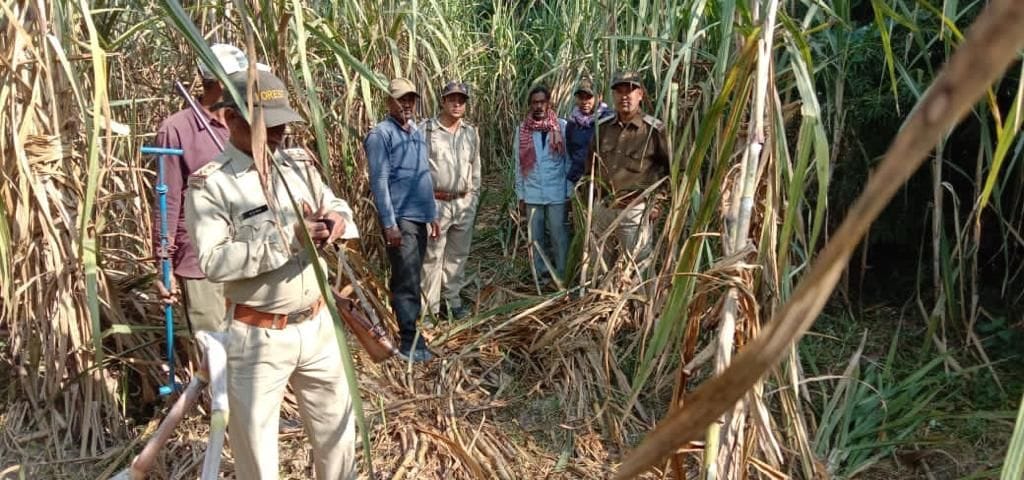 किच्छा में हाथियों द्वारा रौंदी गई गन्ने की फसल मौके पर वन विभाग की टीम। किच्छा में हाथियों द्वारा रौंदी गई गन्ने की फसल मौके पर वन विभाग की टीम।