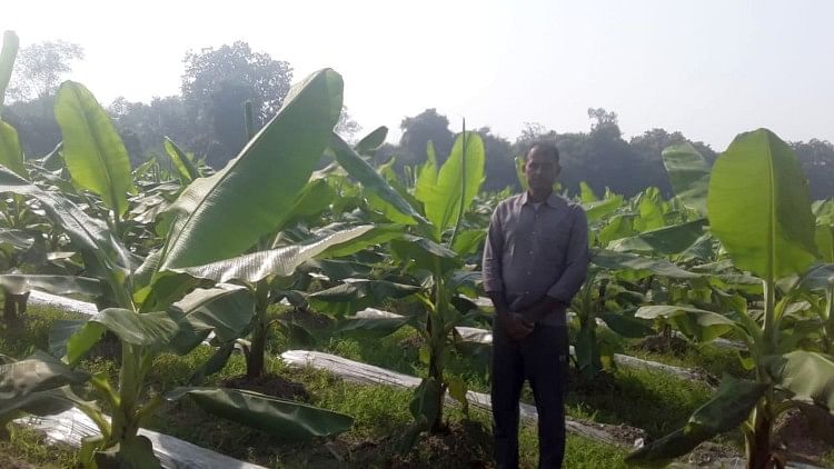 मुंसिफ मजिस्ट्रेट की तैयारी छूटी तो केले की खेती कर कमाए लाखों, जीते 5 बड़े अवॉर्ड अंबेडकरनगर के पिंगिरियांवा में केले की बेहतर खेती करने वाले देवनारायण पाण्डेय।