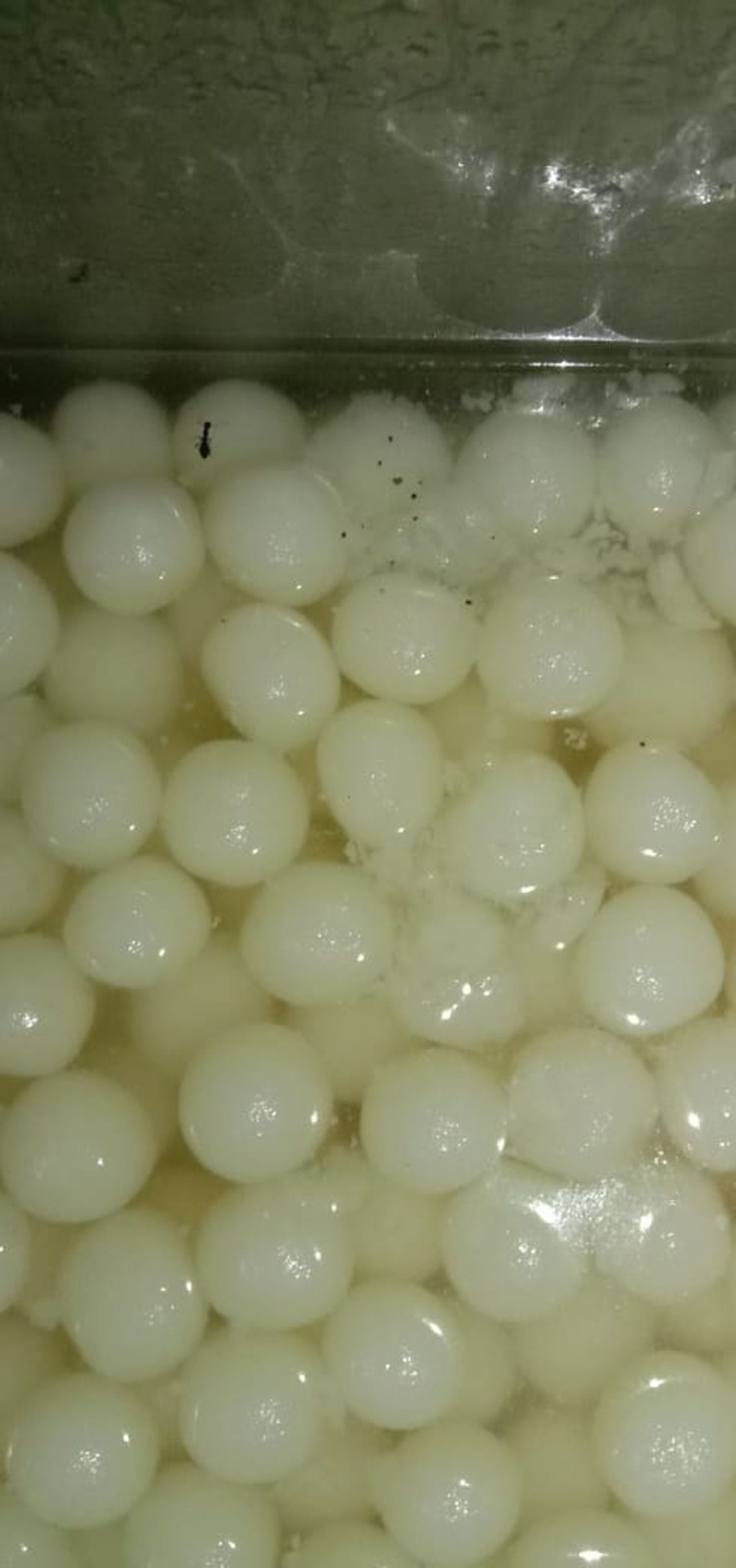 रसगुल्लों में पड़े कीड़े।
