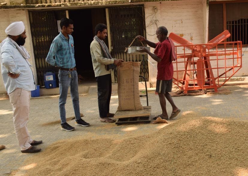 रुद्रपुर में टीवीएस के क्रय केंद्र पर धान तौलते पल्लेदार।