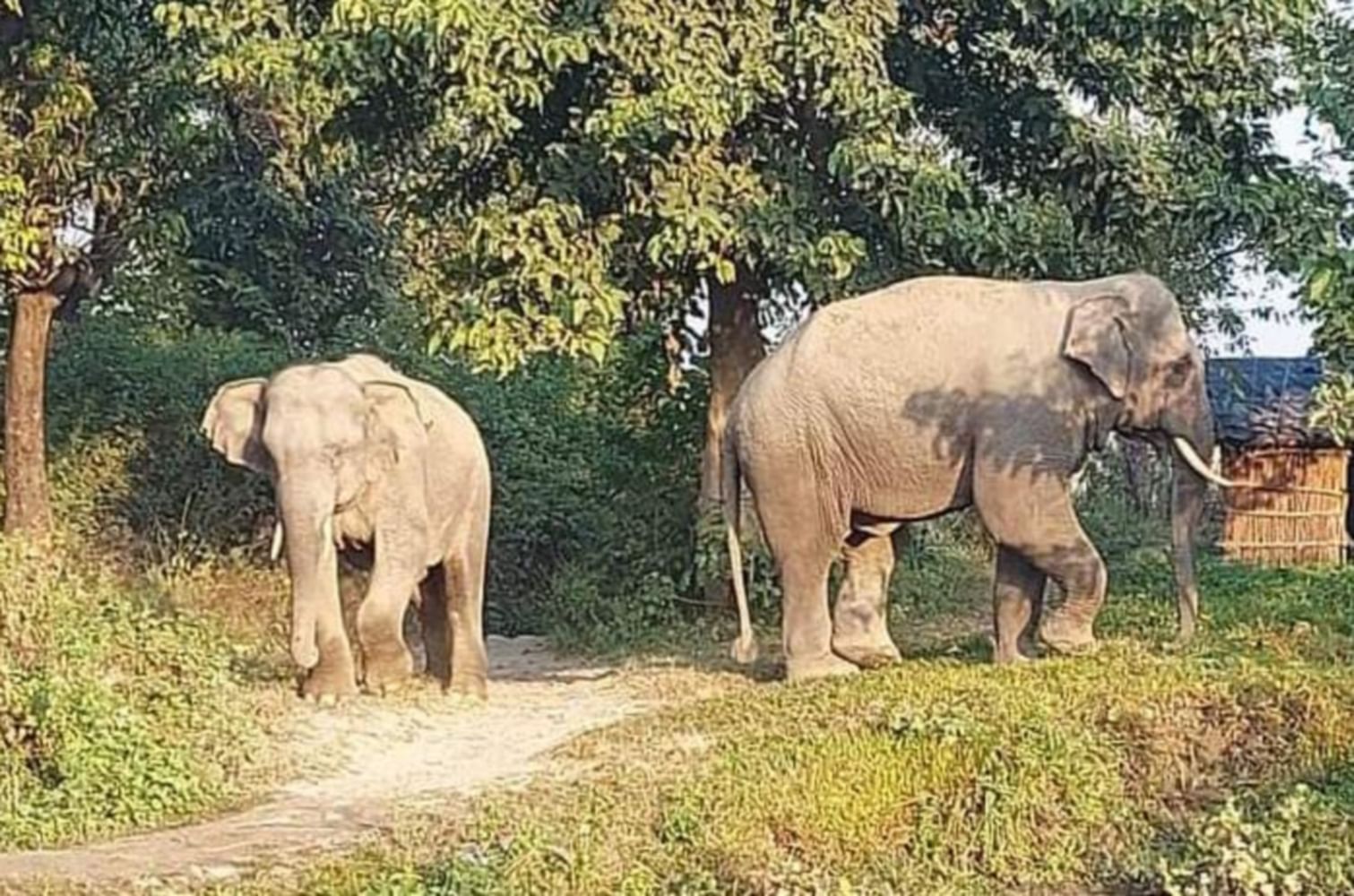 Unique Story Of An Elephant Kavan Who Became Lucky From Luckless एक ह थ क अन ख कह न भ ग यह न स भ ग यश ल बन क वन क श र ल क न प क स त न क भ ट क र प म द य