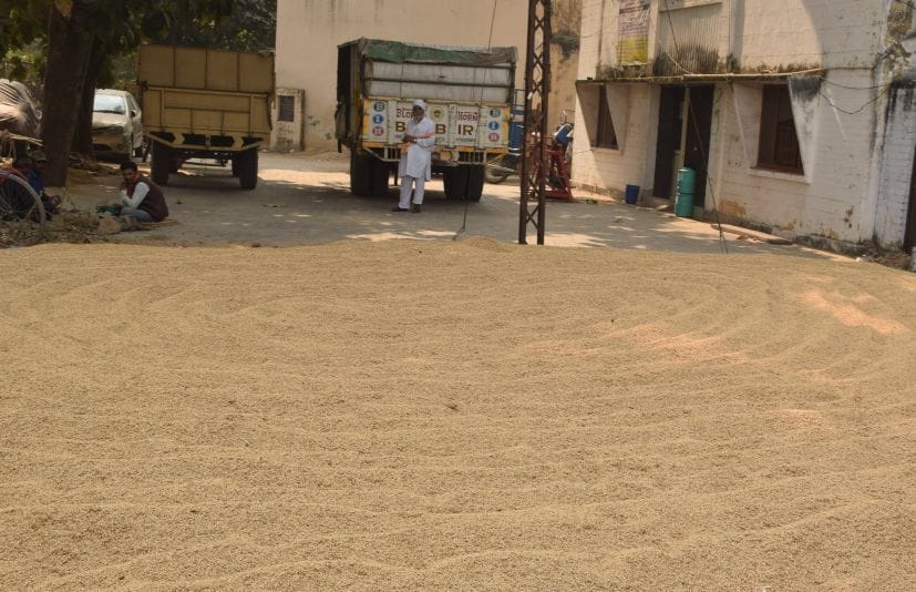 तराई विकास सहकारी संघ में खरीदा गया किसानों का धान।
