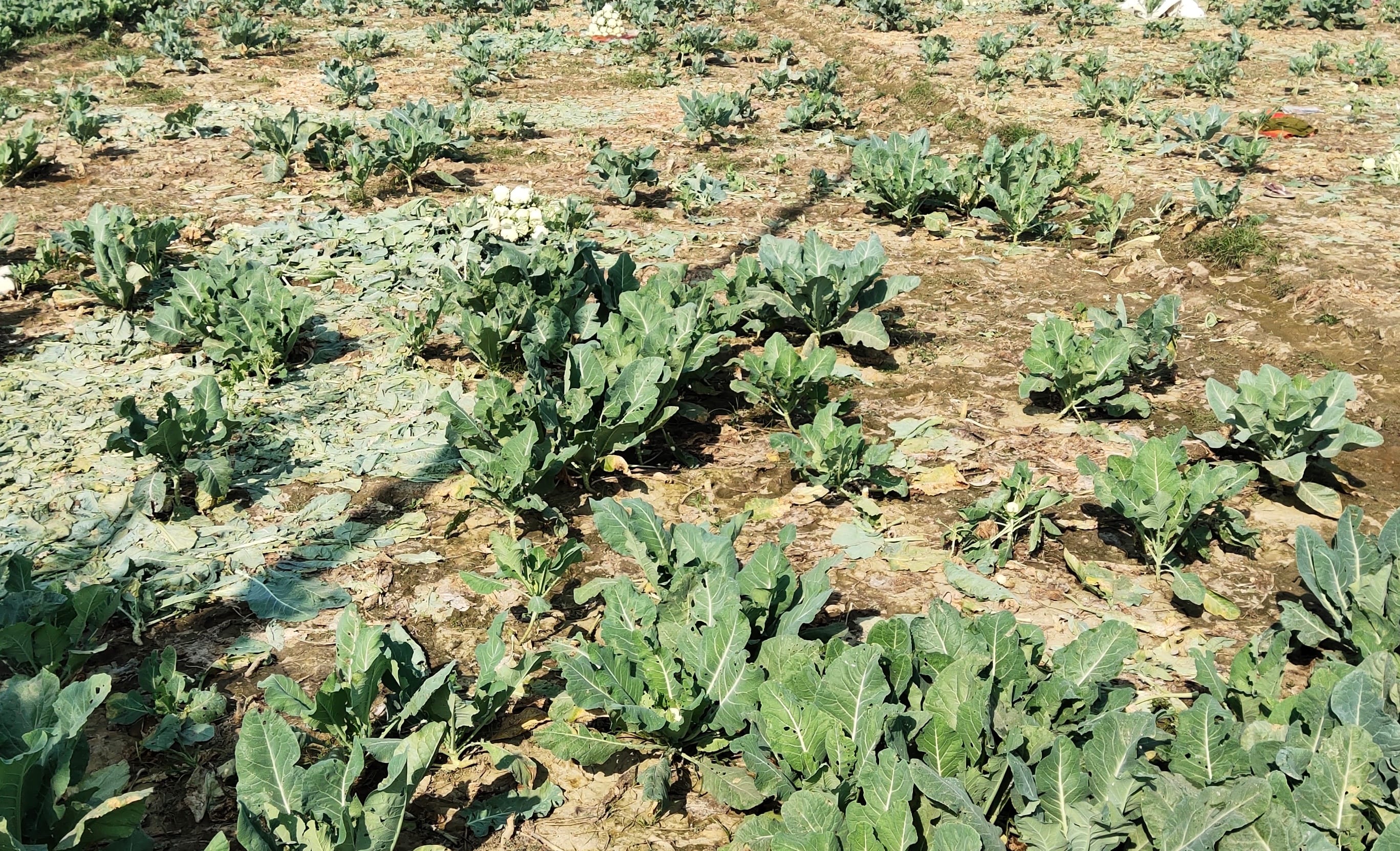 जलालाबाद में गोभी की फसल जलालाबाद में गोभी की फसल