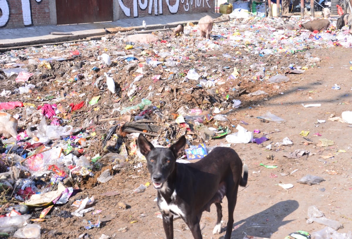 शहर के रुडकी रोड पर फैला कूडा। शहर के रुडकी रोड पर फैला कूडा।