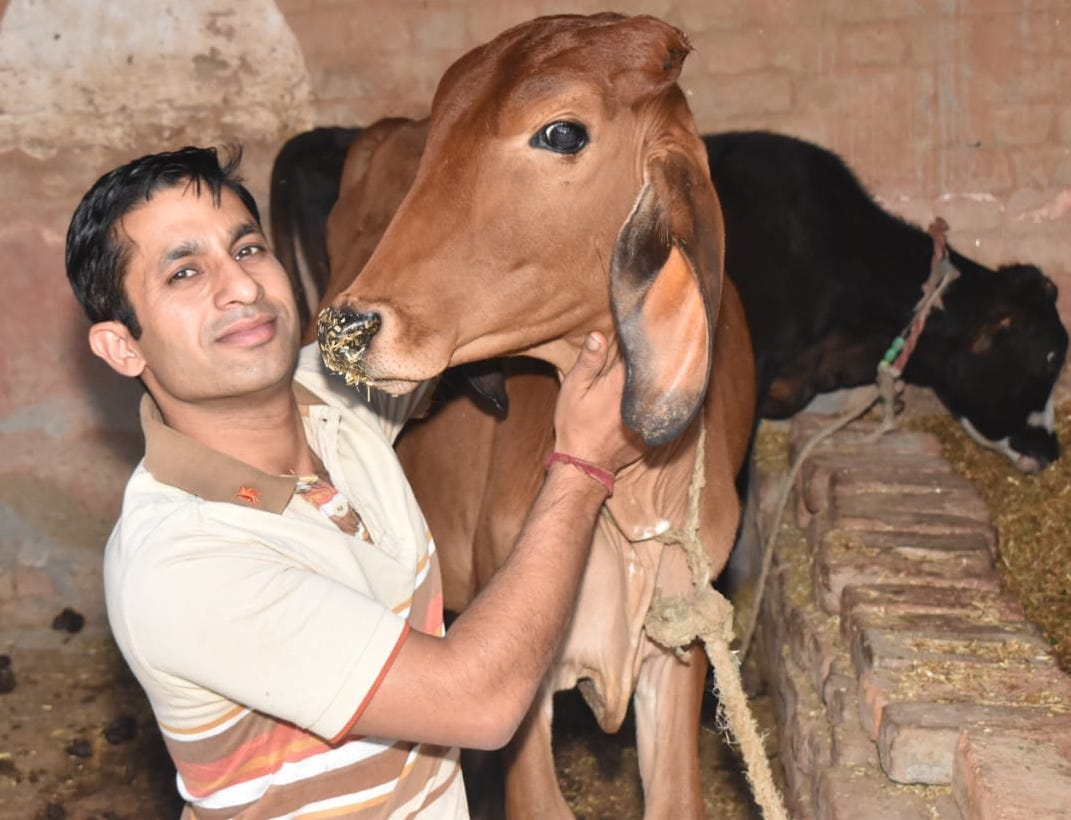 गाय को दुलारते कुतुबगढ़ निवासी अंकित। गाय को दुलारते कुतुबगढ़ निवासी अंकित।
