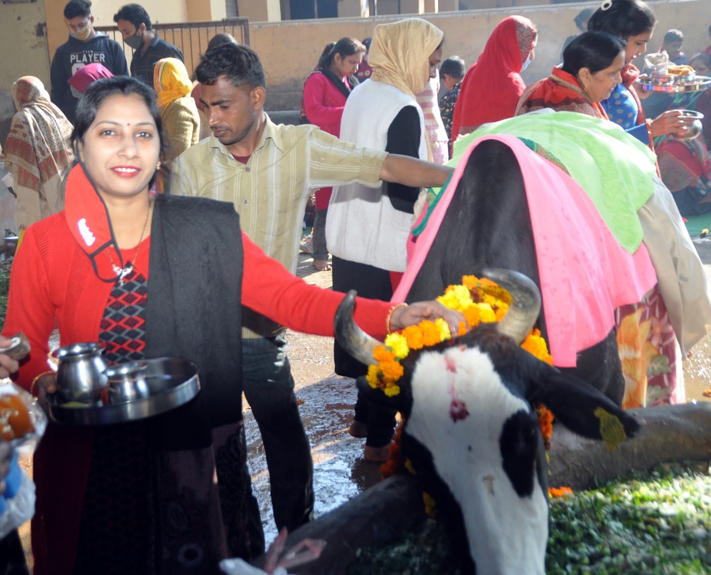 शामली बडी माता मन्दिर रोड स्थित गोशाला में गोपाष्टमी पर्व पर गाय का पूजन करती महिला शामली बडी माता मन्दिर रोड स्थित गोशाला में गोपाष्टमी पर्व पर गाय का पूजन करती महिला