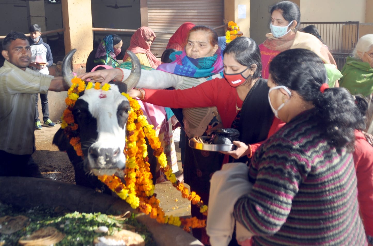 शामली बडी माता मन्दिर रोड स्थित गोशाला में गोपाष्टमी पर्व पर गाय का पूजन करती महिलाएं शामली बडी माता मन्दिर रोड स्थित गोशाला में गोपाष्टमी पर्व पर गाय का पूजन करती महिलाएं