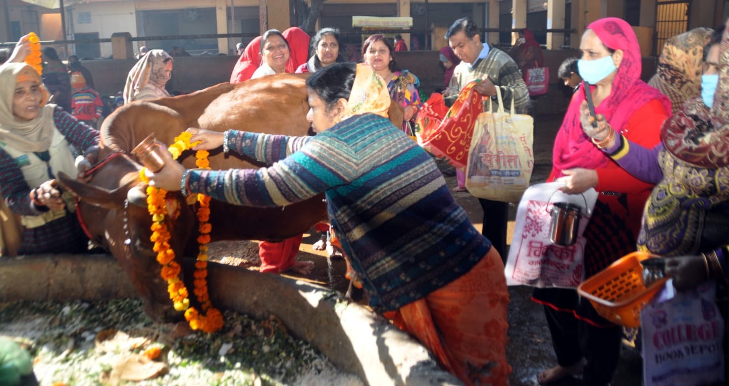 शामली बडी माता मन्दिर रोड स्थित गोशाला में गोपाष्टमी पर्व पर गाय का पूजन करती महिलाएं शामली बडी माता मन्दिर रोड स्थित गोशाला में गोपाष्टमी पर्व पर गाय का पूजन करती महिलाएं