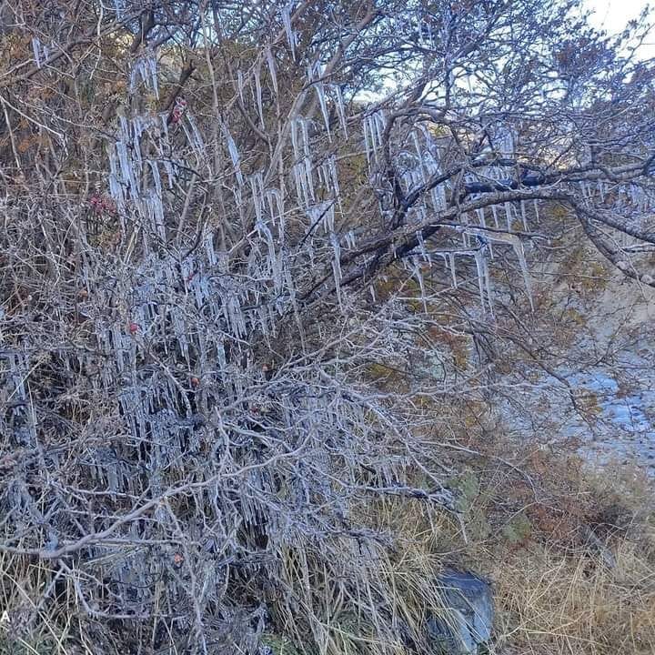 उत्तराखंड के पिथौरागढ़ जिले के मिलम और पांछू में इस तरह पेड़ों में पानी जम गया है। संवाद न्यूज एज? उत्तराखंड के पिथौरागढ़ जिले के मिलम और पांछू में इस तरह पेड़ों में पानी जम गया है। संवाद न्यूज एज?