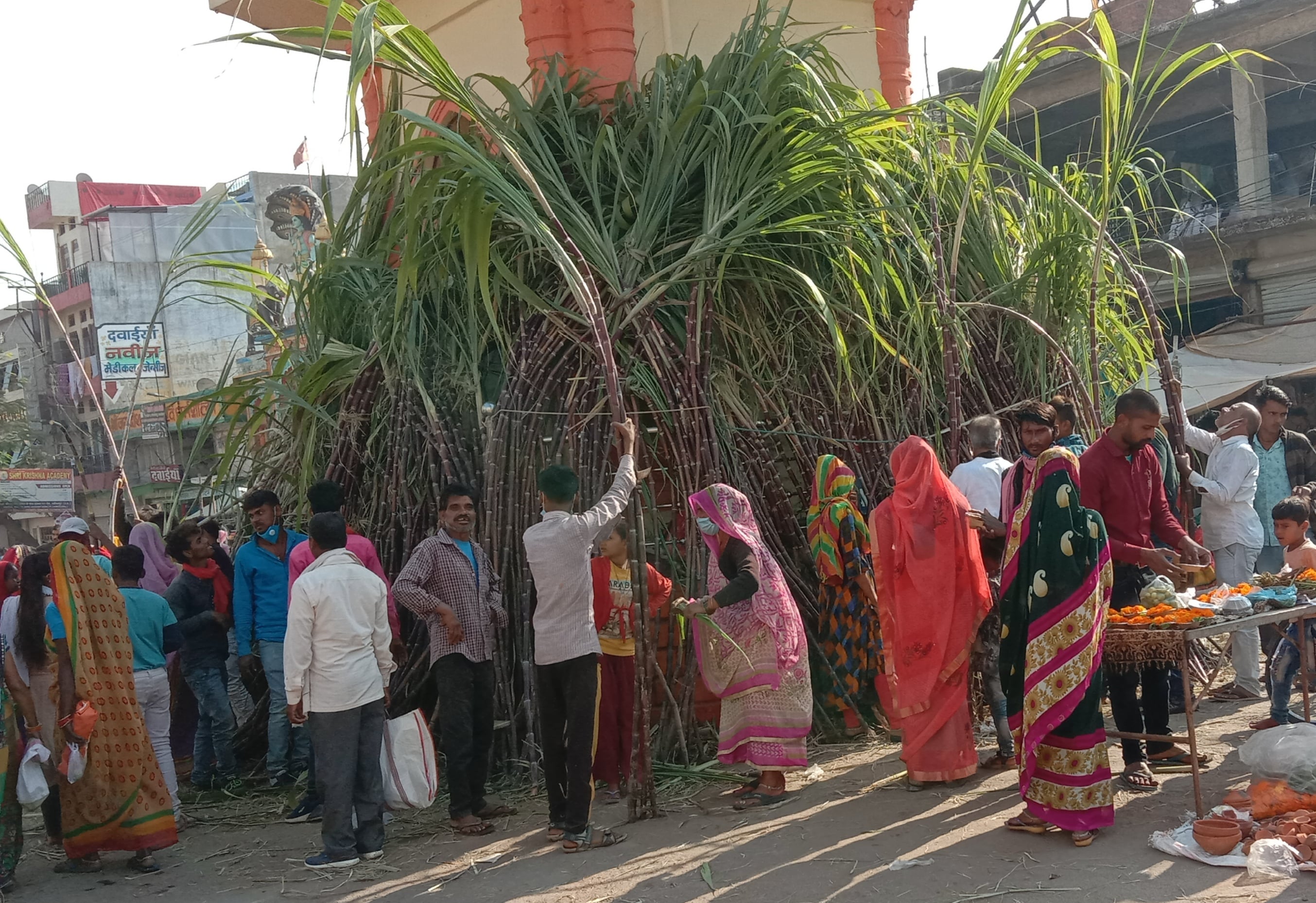 देवोत्थान एकादशी पर्व पर गन्ना खरीदते लोग देवोत्थान एकादशी पर्व पर गन्ना खरीदते लोग
