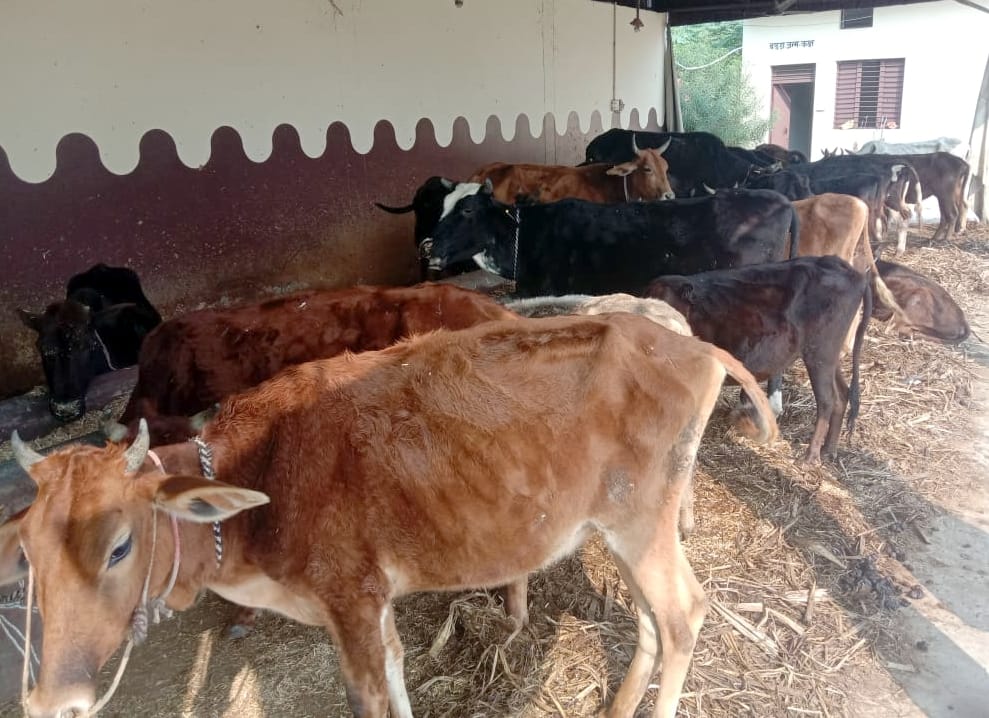 किरतपुर गौशाला में ठंड से बंधा गोवंश।