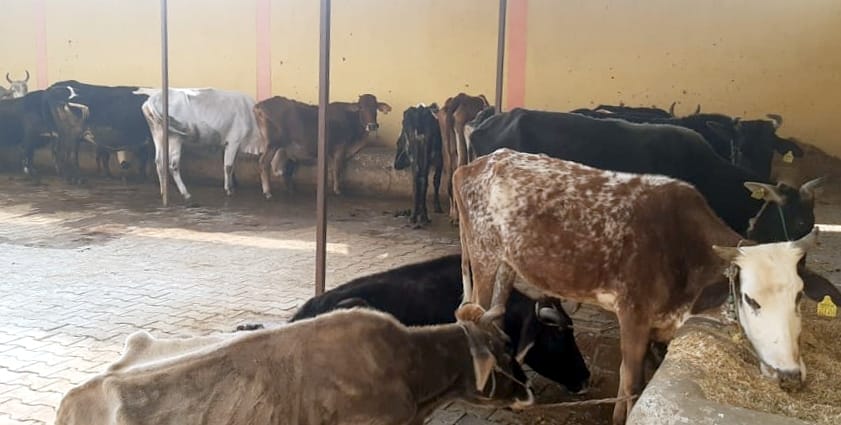 नूरपुर गौशाला में बंधे पशु।