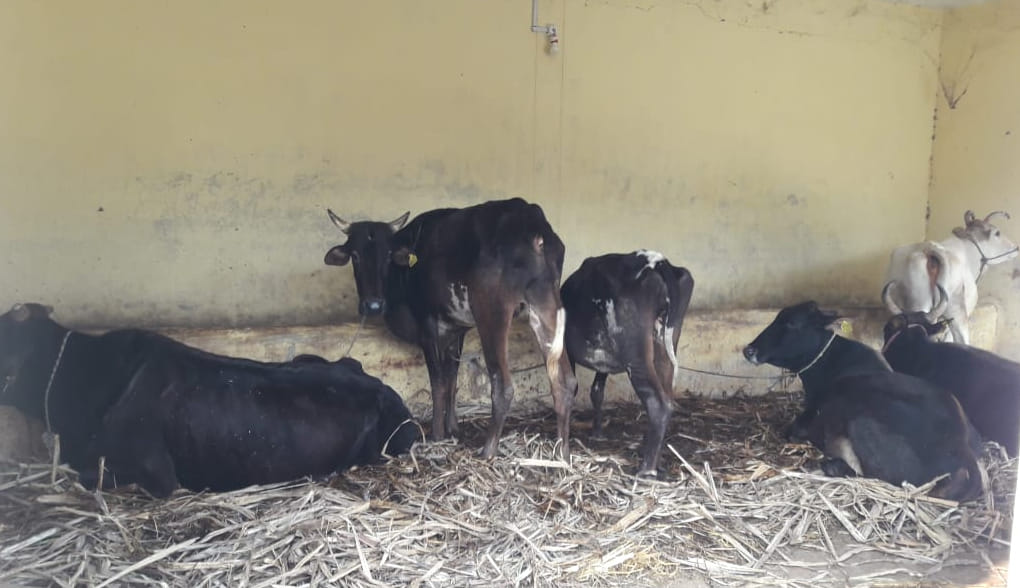 चांदपुर गौशाला में बंधे गौवंश।